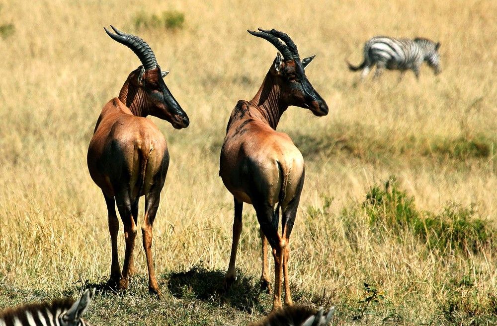 Фотография автора Таймас