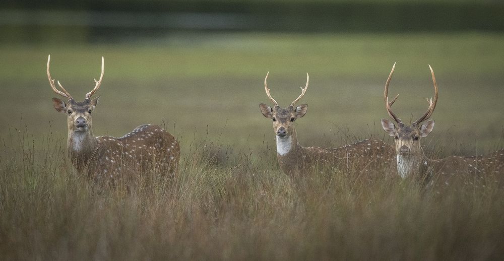 Фотография автора Dhananjaya Dassanayake