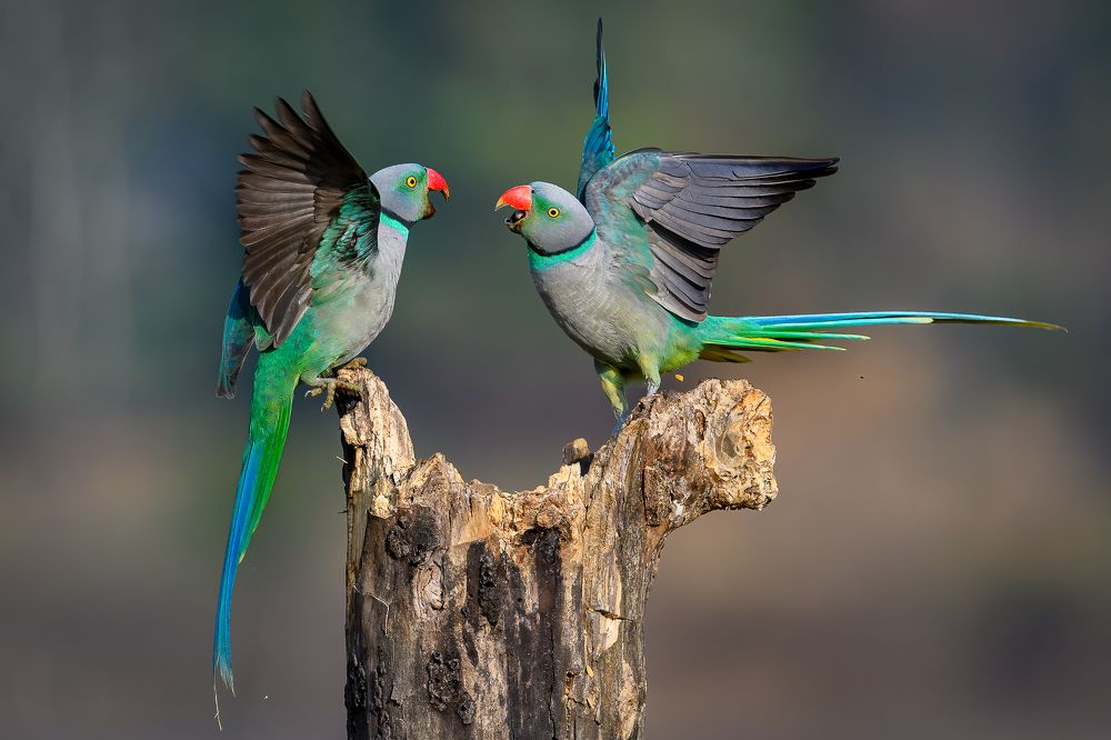 PARAKEETS CHAT