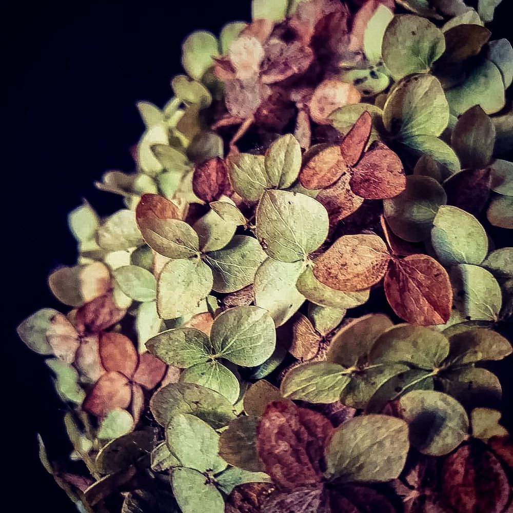 Photograph by Natalia