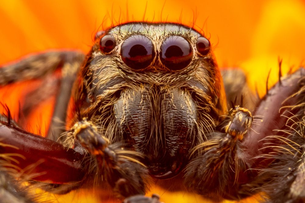 Hyllus Diardi Portrait with Orange Background