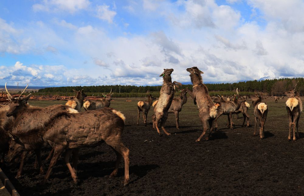 Photograph by Надежда Чернецкая