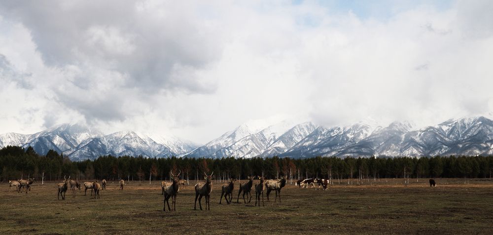 Photograph by Надежда Чернецкая