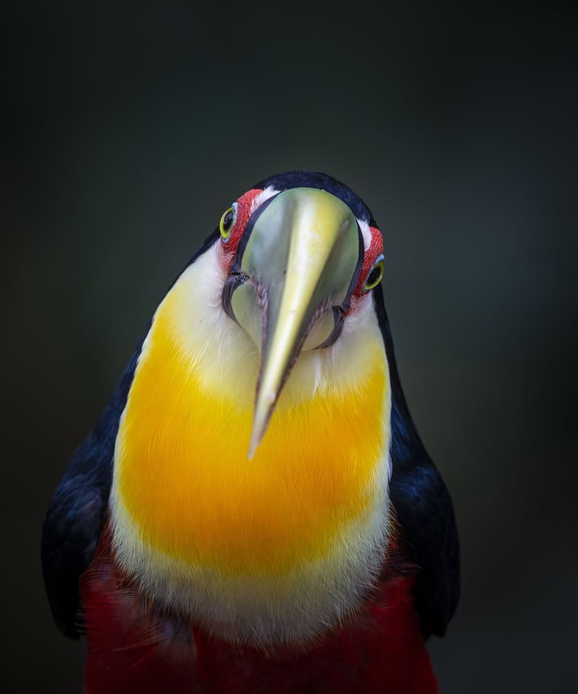 Photograph by André Inidio