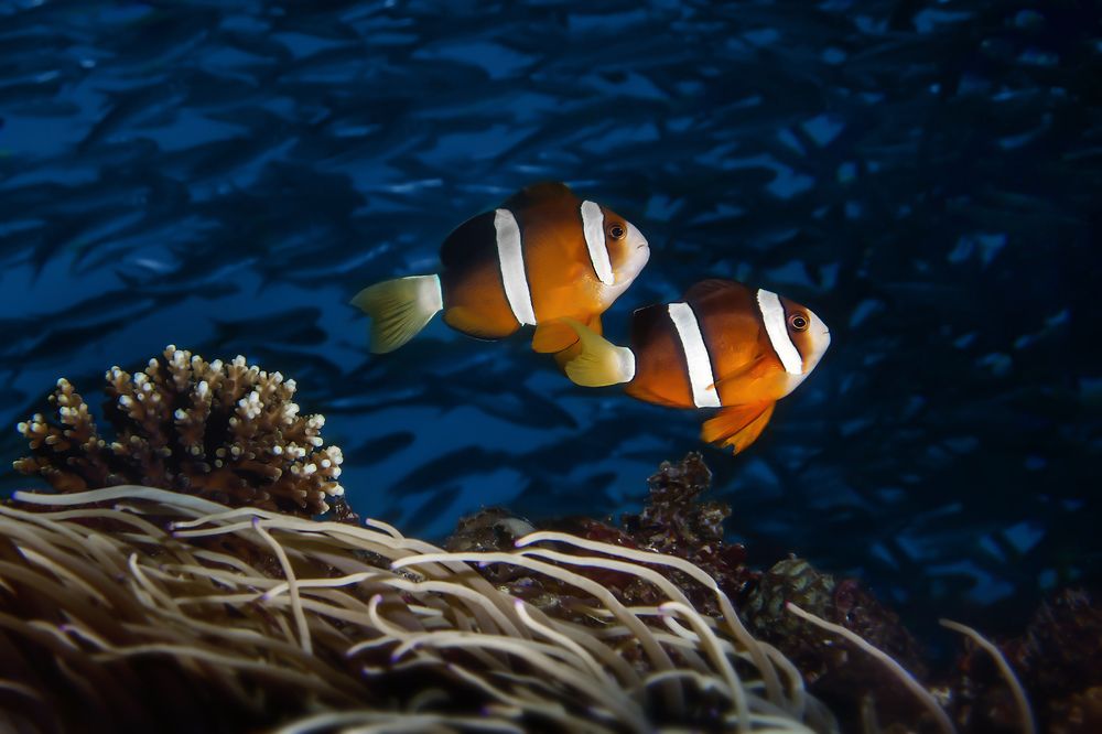 Photograph by Альт Эдуард