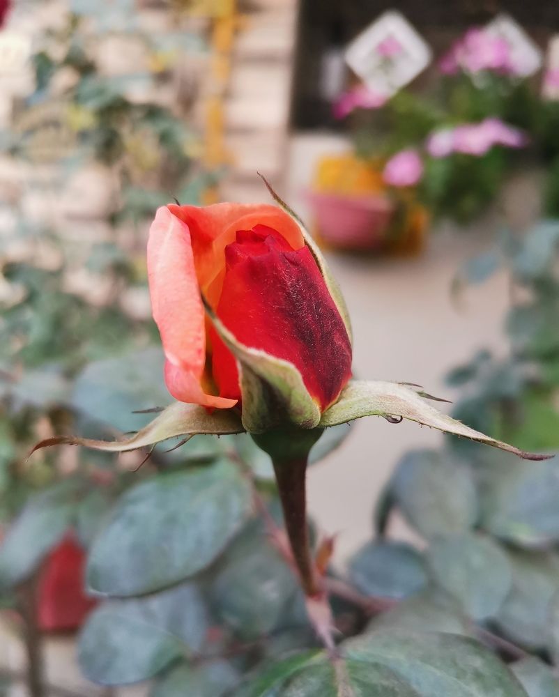 Rose bud
