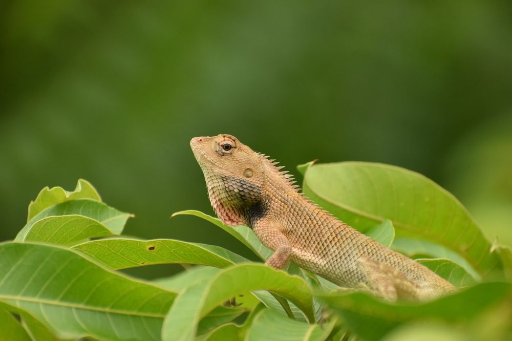Garden Lizard