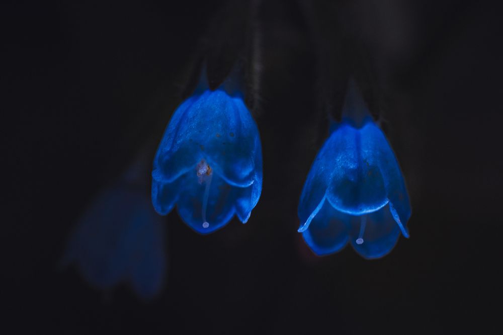 Цветок, подсвеченный фонариком