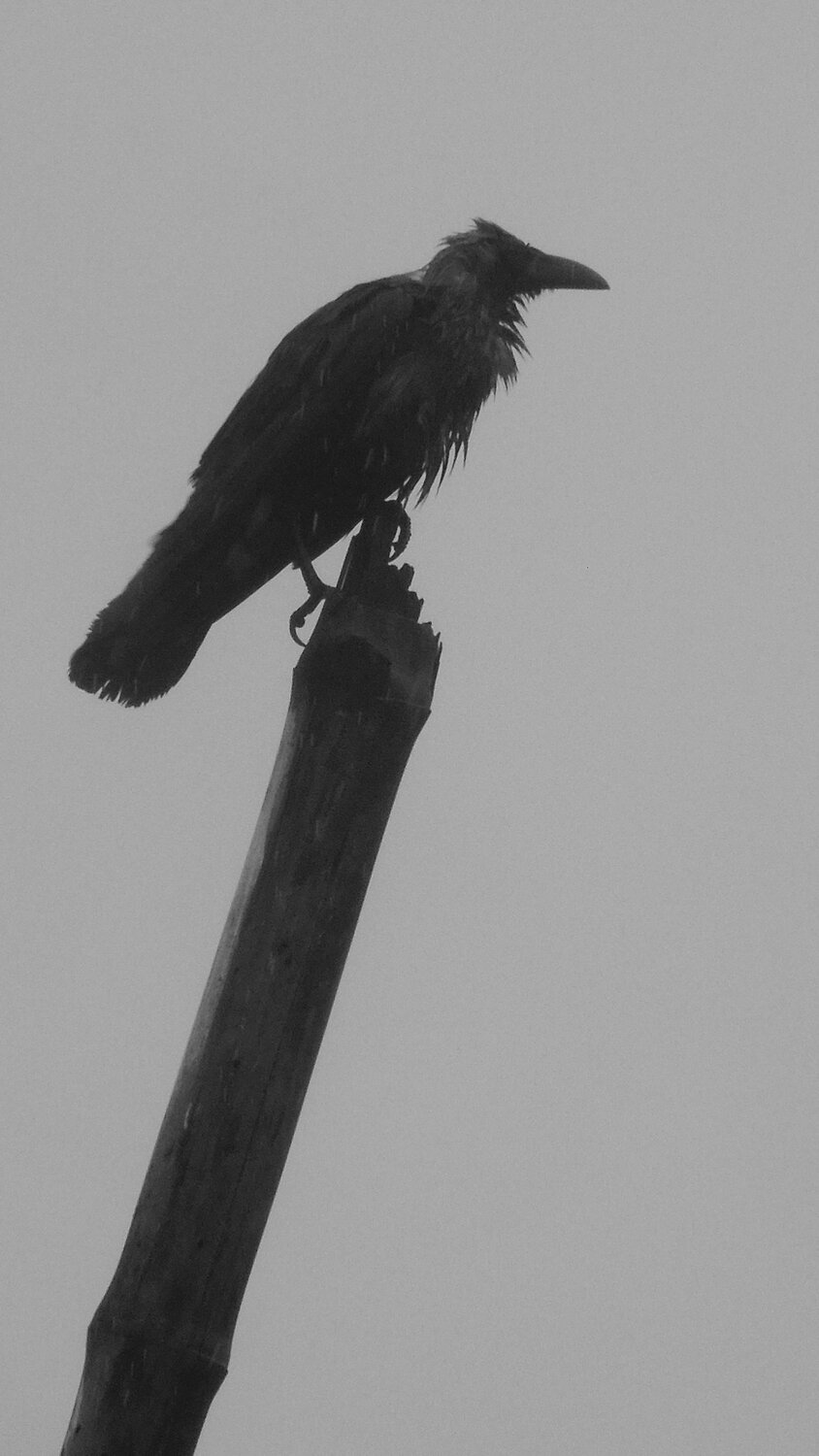 Rain wet crows 2
