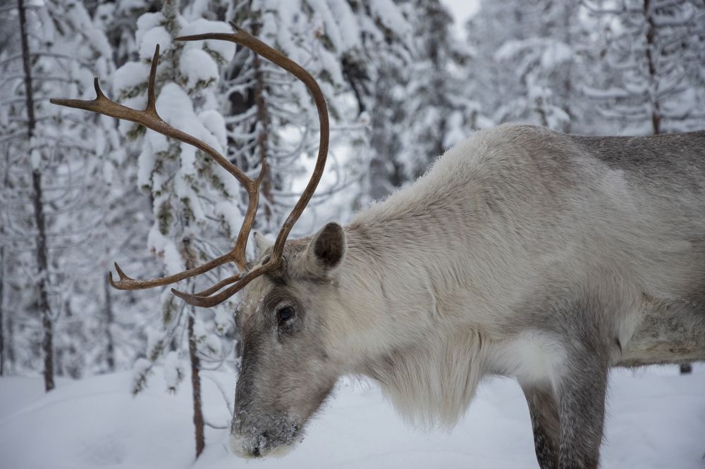 Photograph by Юлия Лазебная