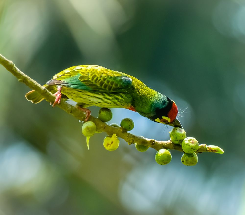 Photograph by Malay Debnath