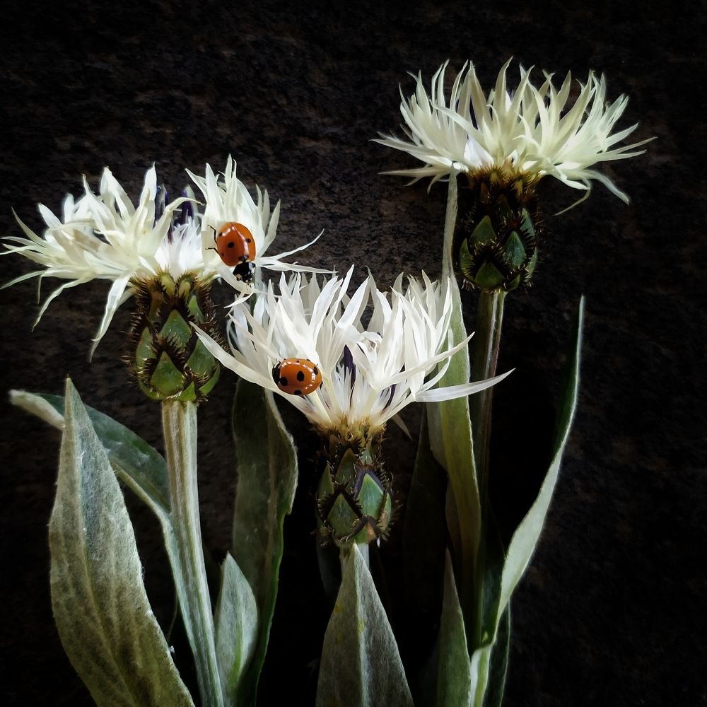 Photograph by Елена Павлова