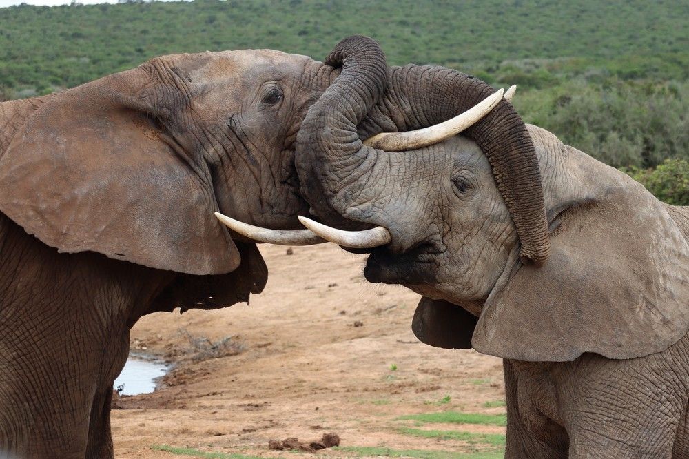 Elephants' struggle