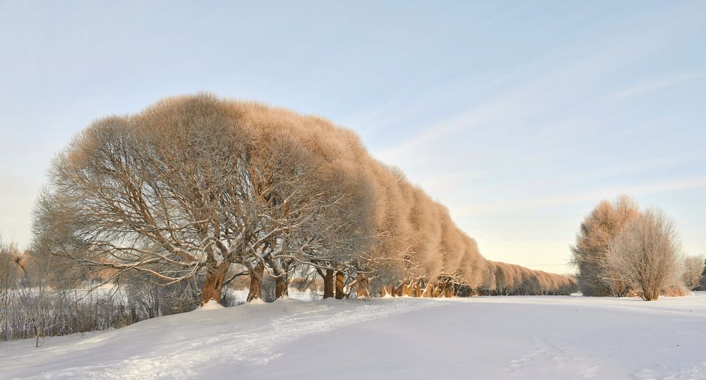 Нежный декабрь.