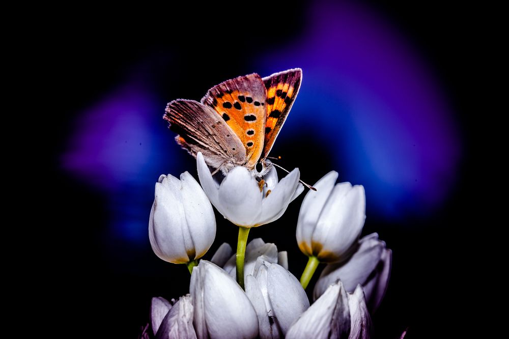 Photograph by Jose Luis Mendez Fernandez