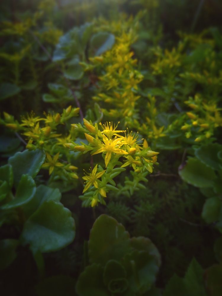 Фотография автора Виктор Конев