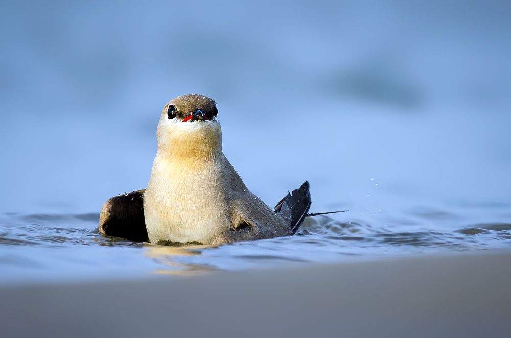 Small Pratincole