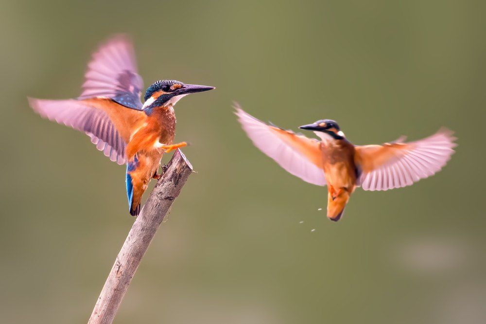 Photograph by Md. Mehedi Hassan