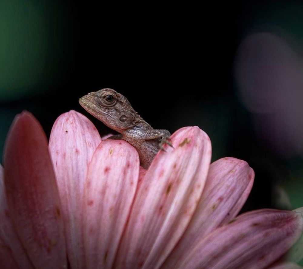 lizard on the flower