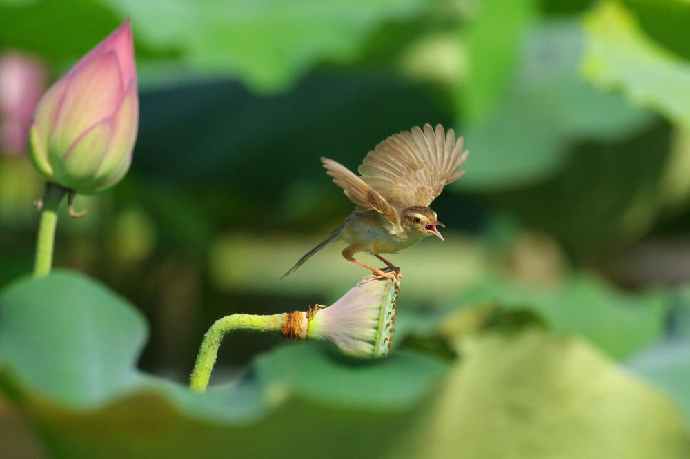 Birds and lotus flowers