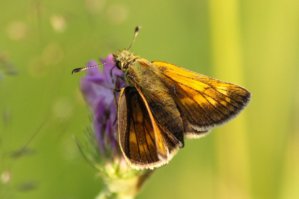 Photograph by Елена Верховская