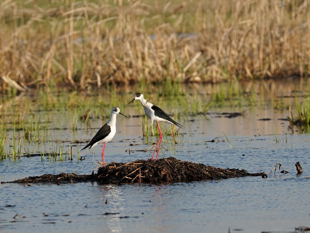 Признание  в любви