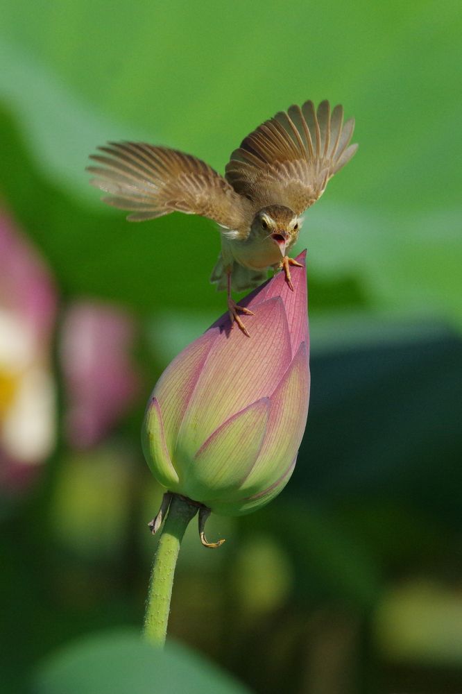 Birds and lotus flowers