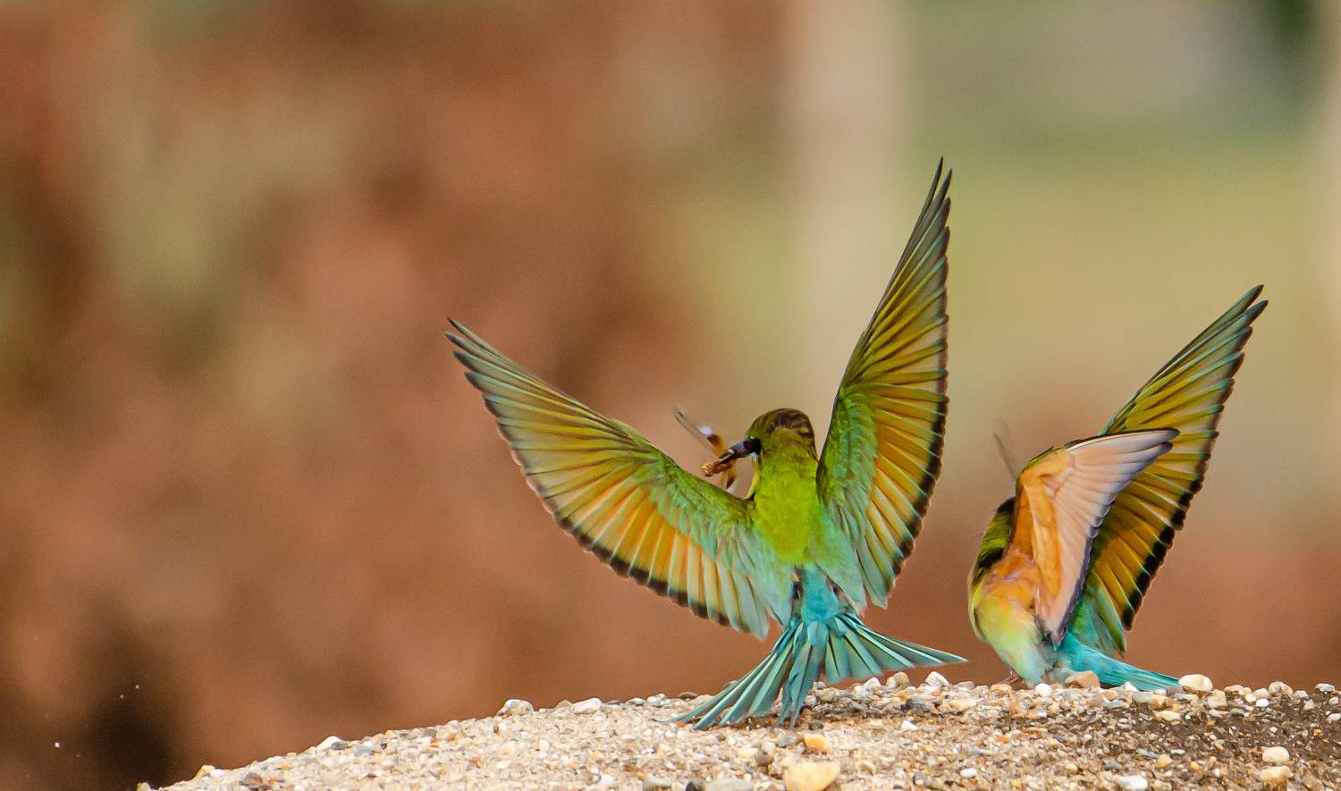 eat and fly