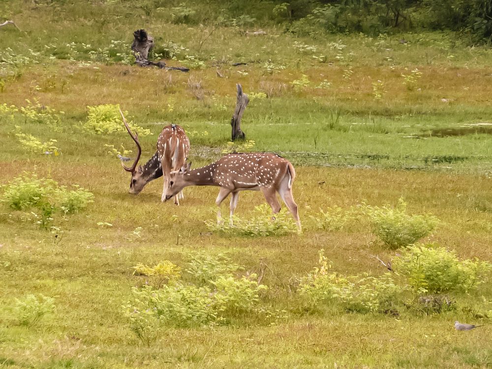 Photograph by Эльвира Курочкина