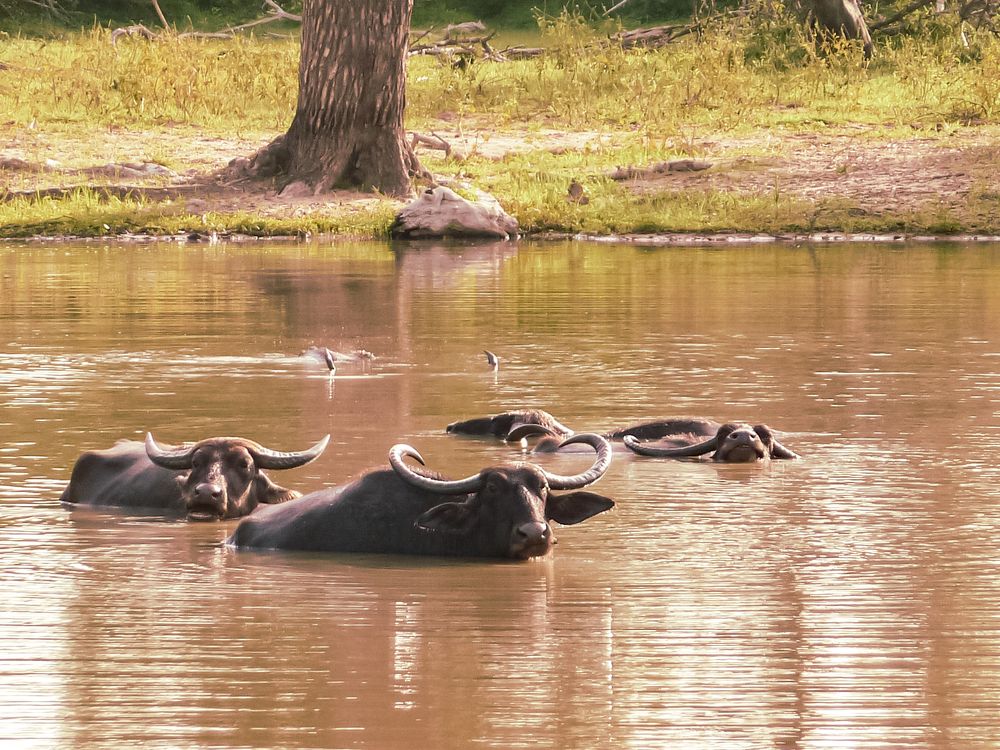 Photograph by Эльвира Курочкина