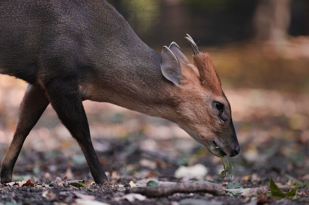 Photograph by Oleksandr Troitskyi