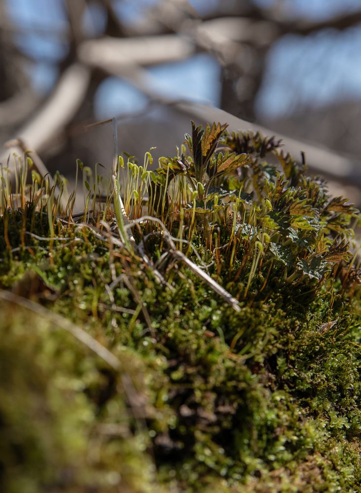 маленький лес