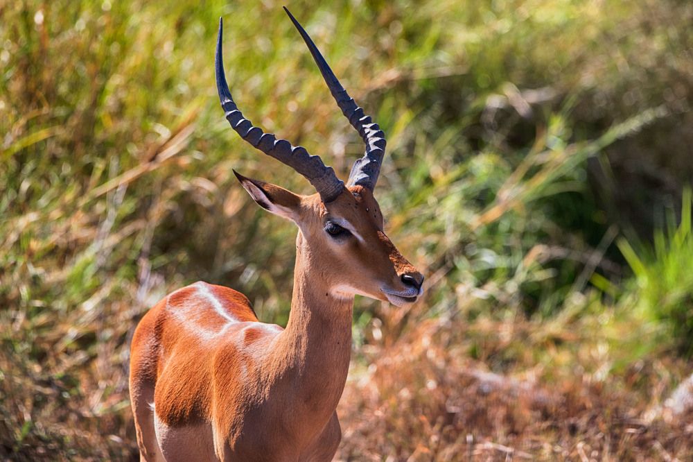 Photograph by Guy Krier