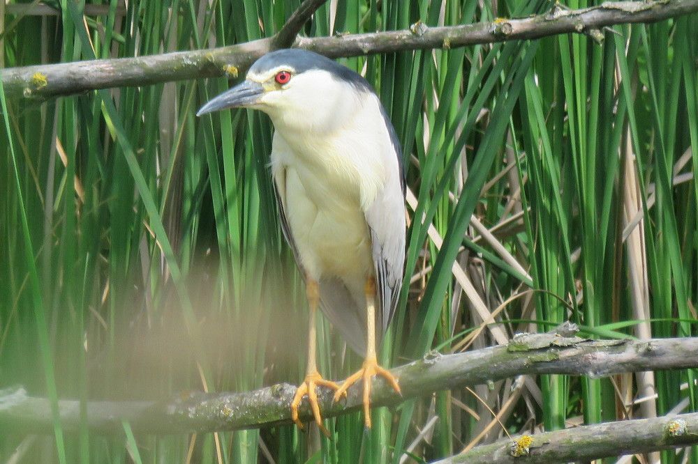 Wild heron