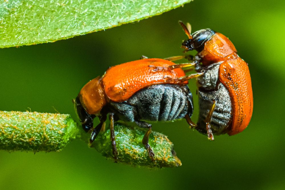 Photograph by Malay Debnath