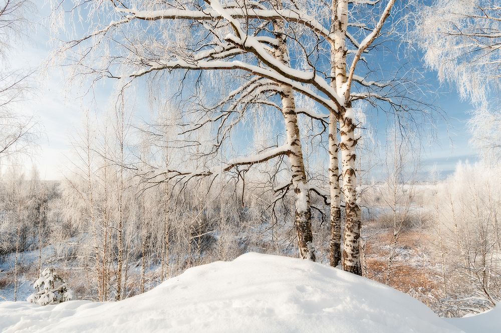 Три берёзки на опушке.