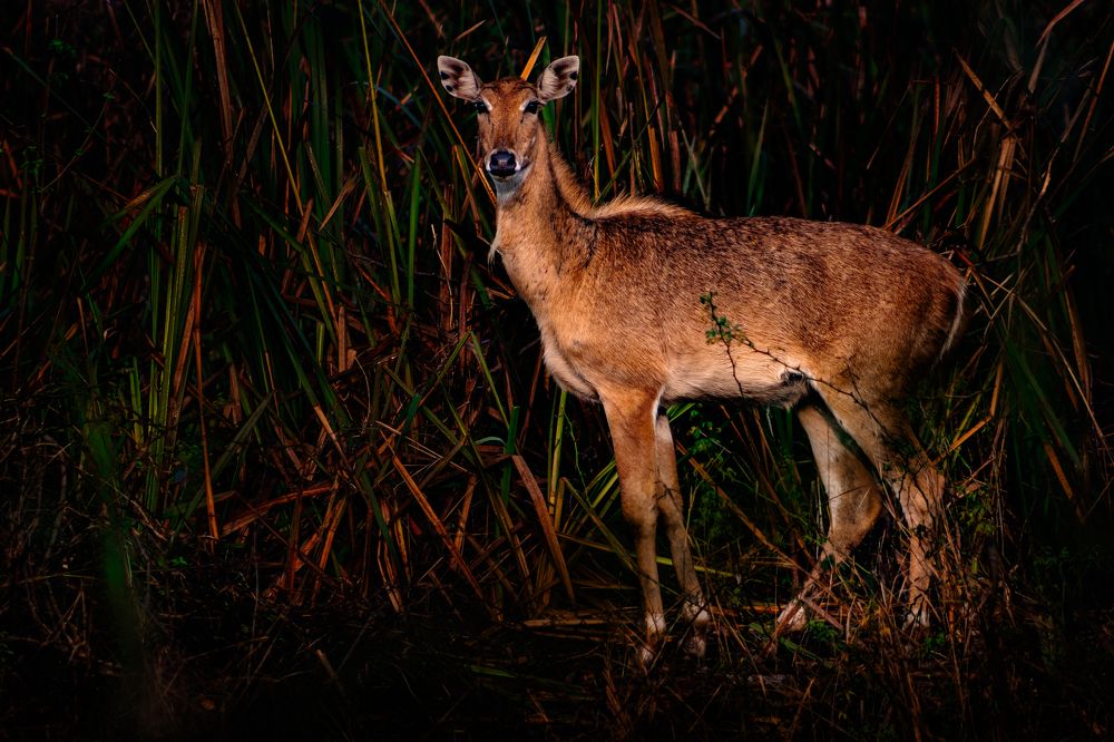 Portraits of Neelgai (Asian Antelope)