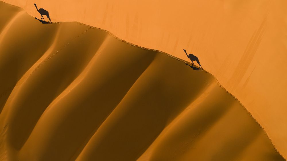 ship of the desert