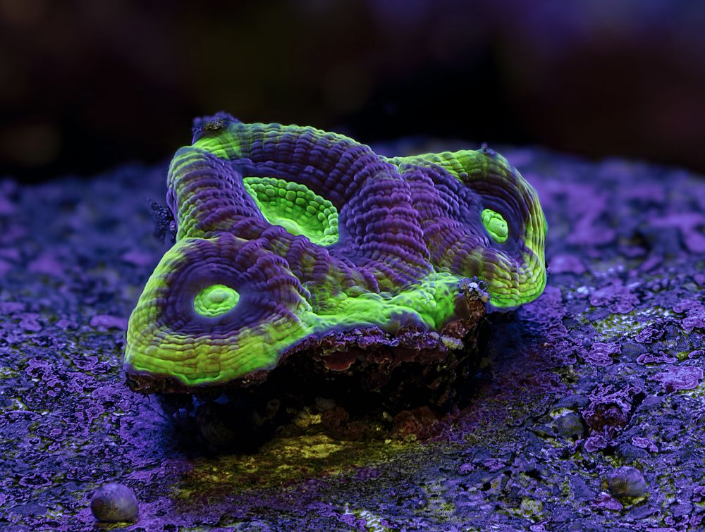 Коралл Фавия Душа дракона (Goniastrea Dragon Soul)