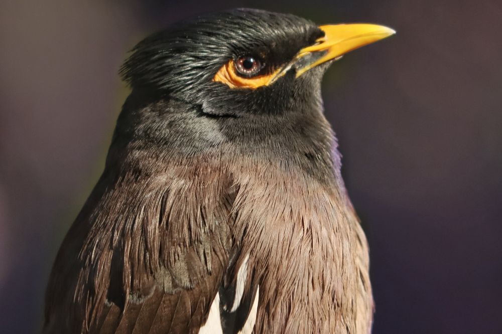 Photograph by Bapodara Sugha