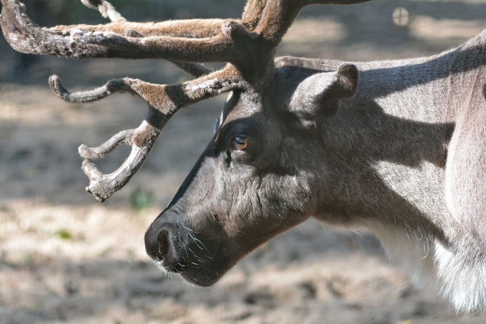 Photograph by Алексей Фомичев
