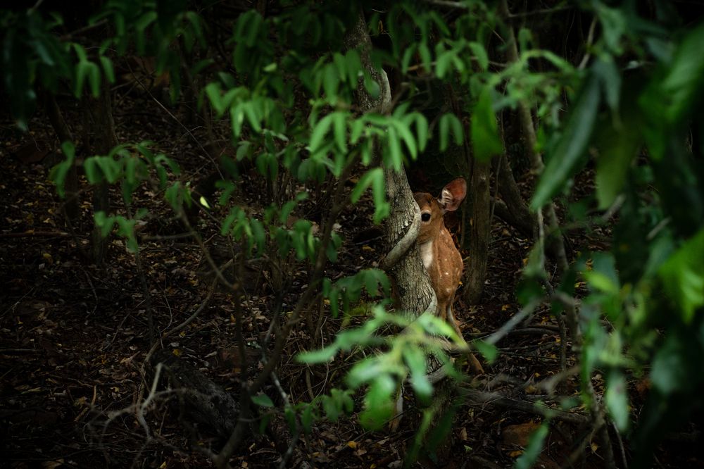 Hide and Seek