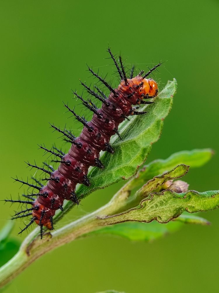 Mobile macro of Acraea Terpsicore (caterpillar)
