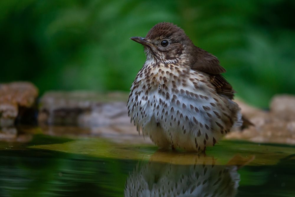 Photograph by Марат Кучкаев