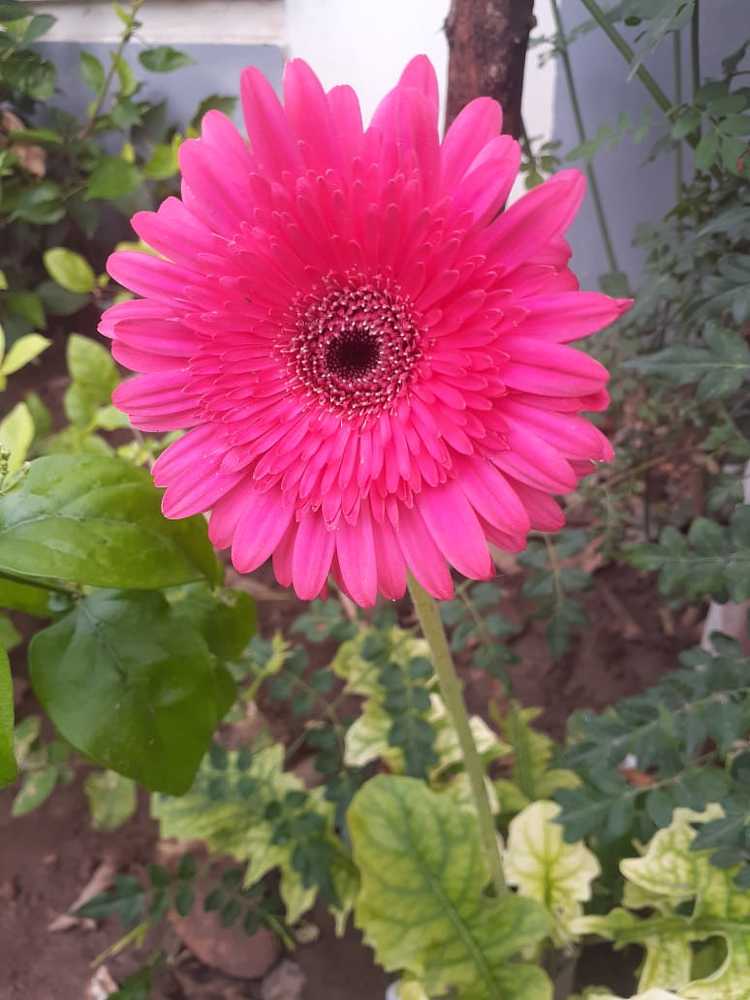 Photograph by Ezhil Karthika V