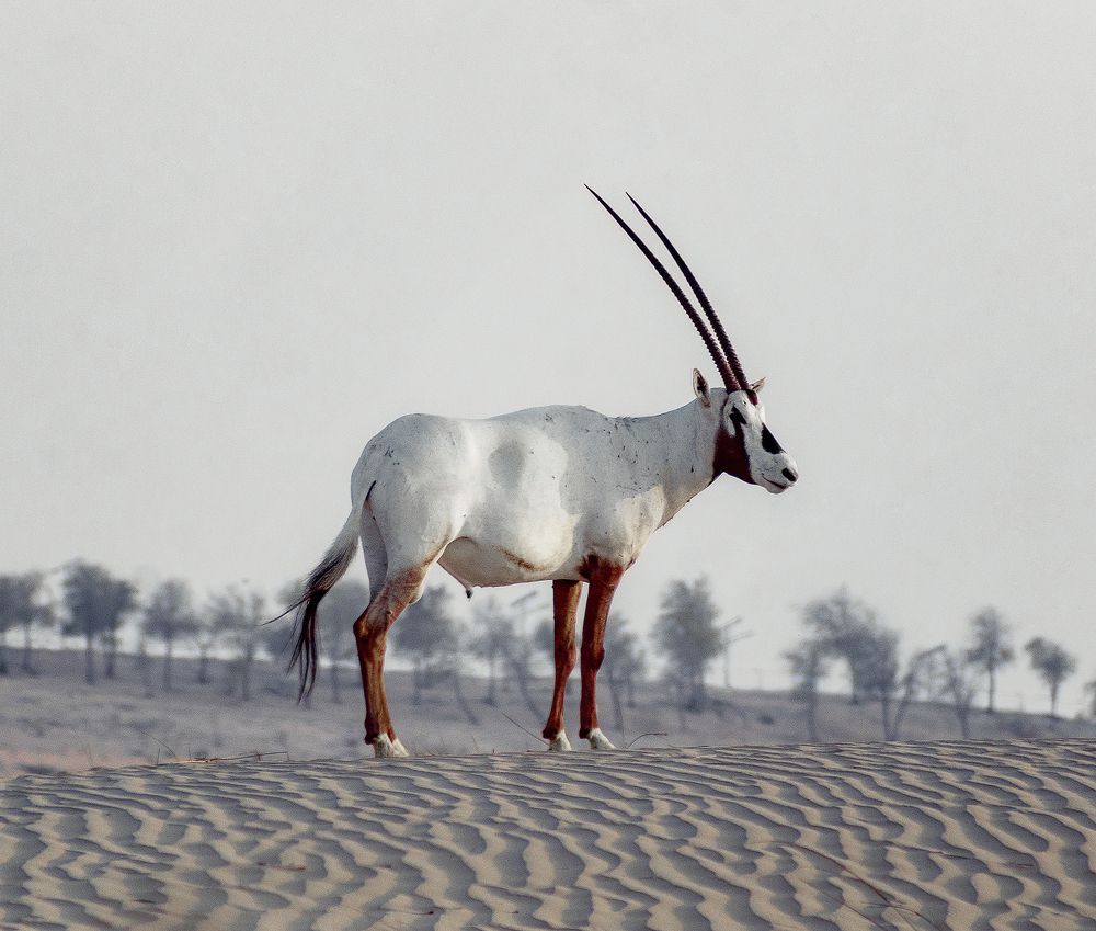 Фотография автора Oxana Berezovskaya