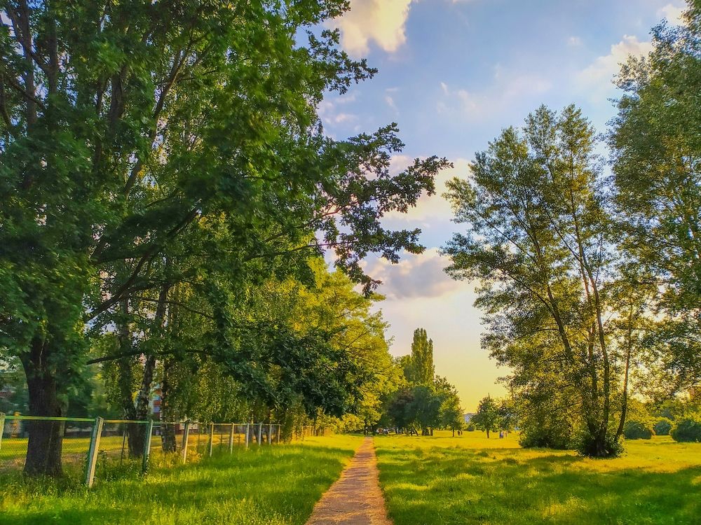 Золотой вечер