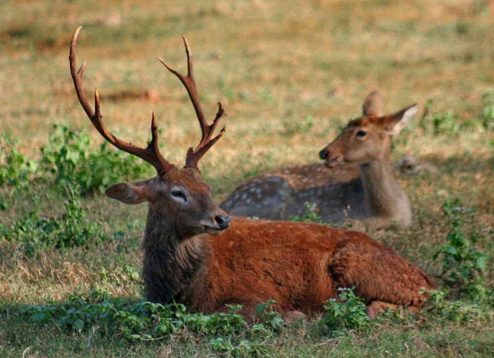 Ковер,идилия.