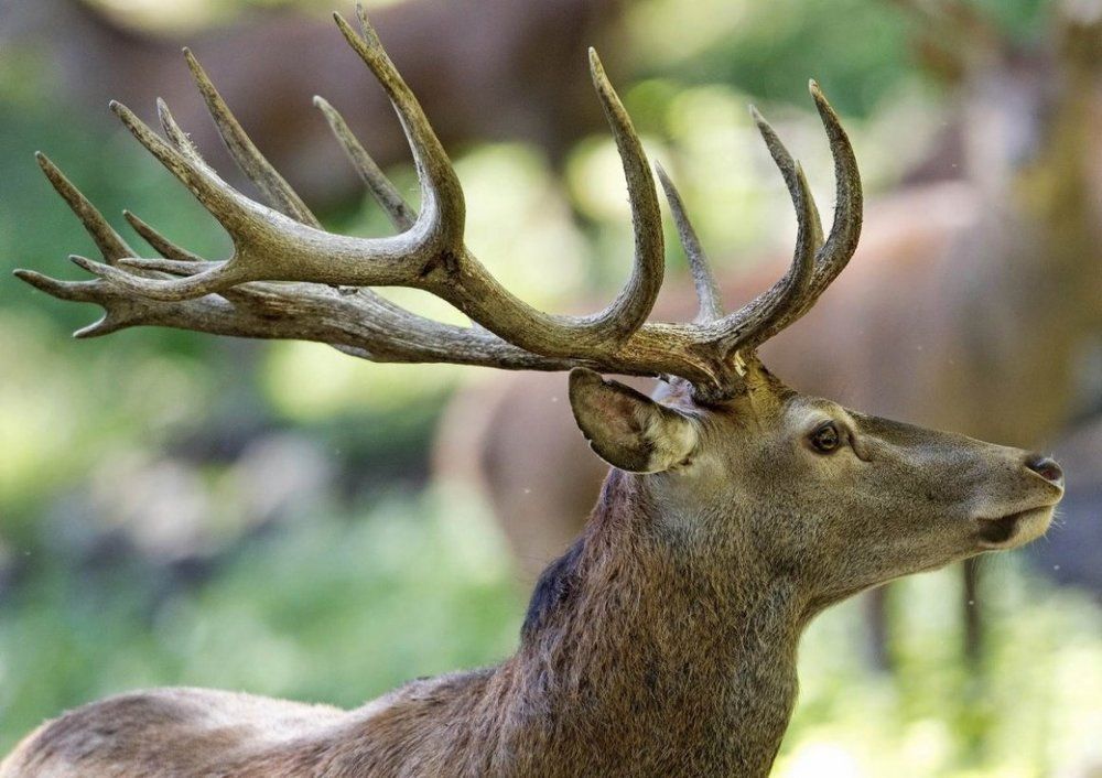 На курорте в  Саирме водятся олени