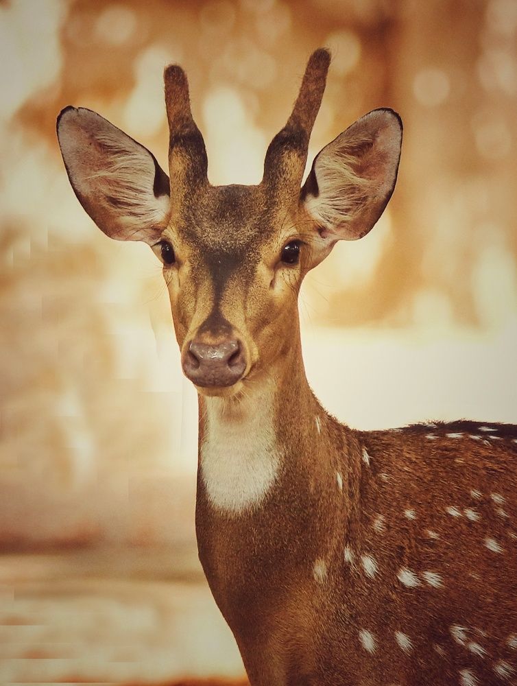 Photograph by Shubham Singh